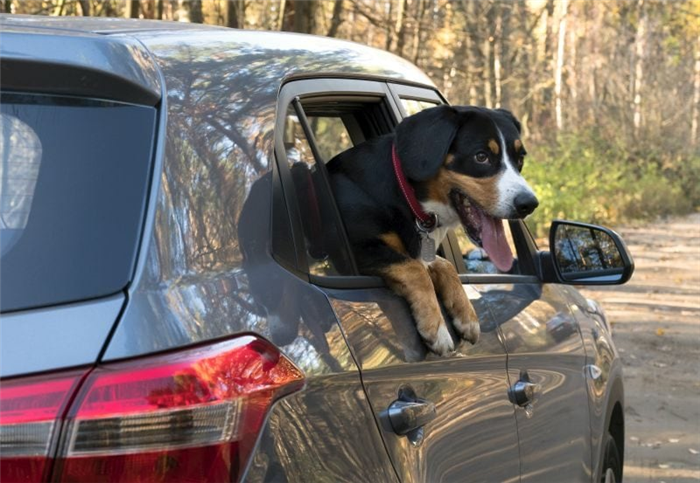 безопасность собаки автомобиль