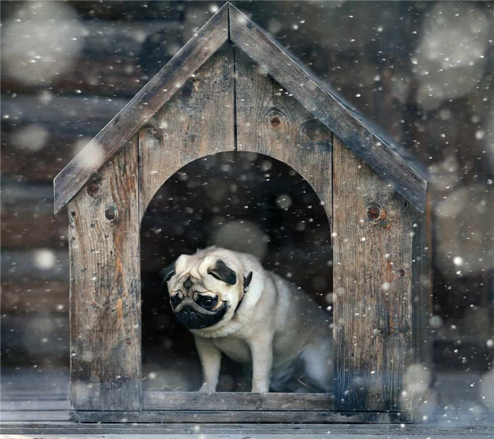 Лучший зимний домик для собаки