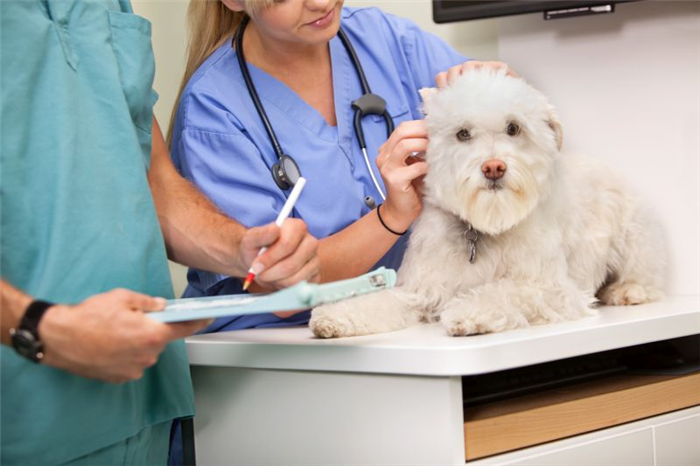 медицинское страхование домашних животных для помощи в оплате счетов