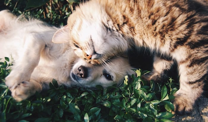 могут ли кошки заразиться парво от собак