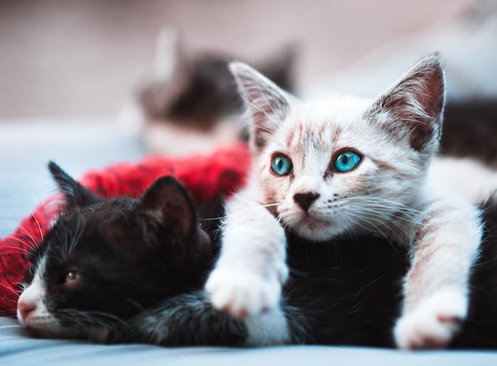 могут ли кошки заразиться парво