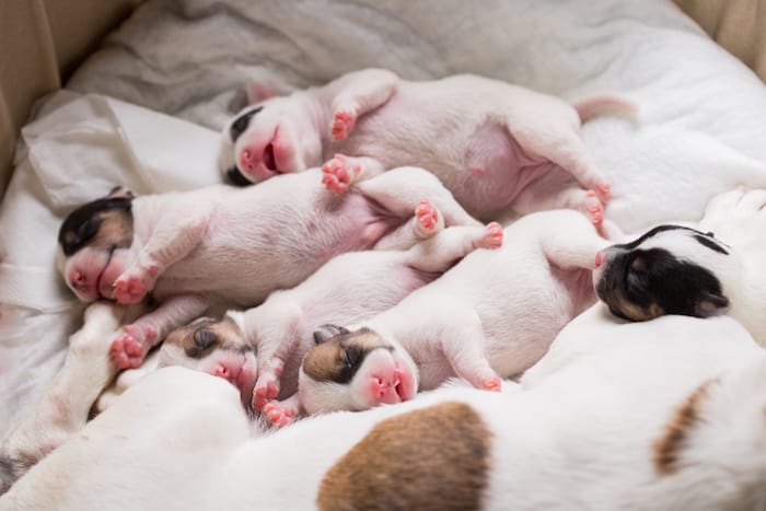 новорождённые щенки