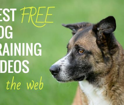 лучшие бесплатные онлайн видео по дрессировке собак