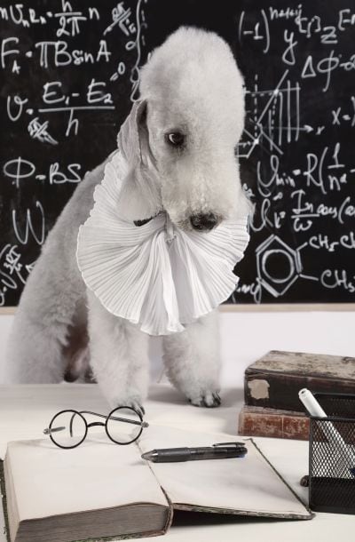 как измерить интеллект собаки