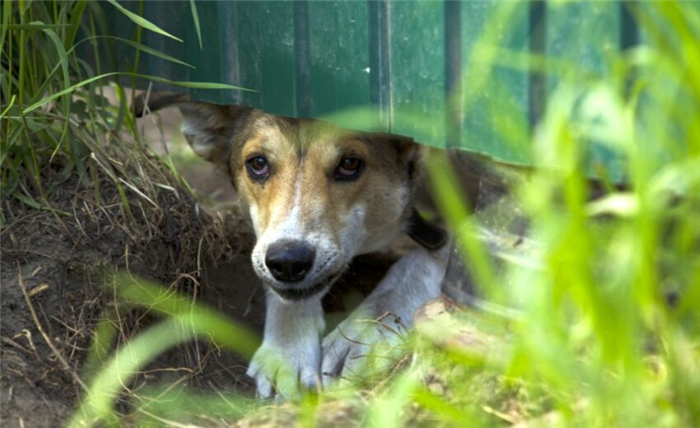 остановить собаку, роющую под забором