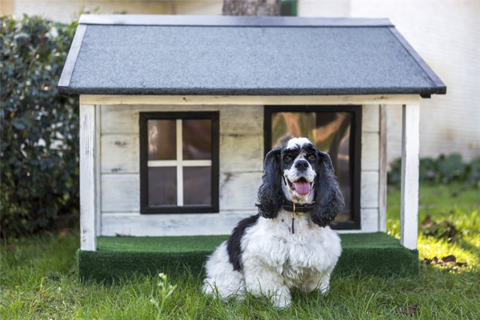 подарите собаке домик для комфорта