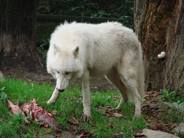 волк ест