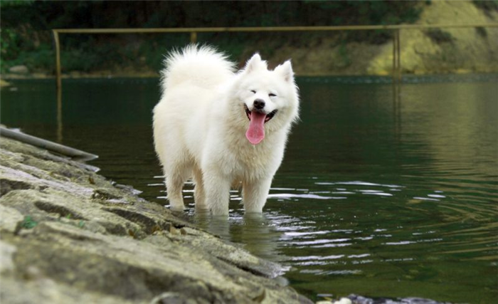 самоед большая белая собака