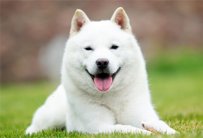Японские хоккайдские собаки белые