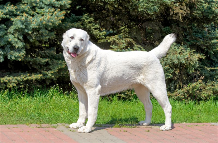 некоторые акбашские собаки белые