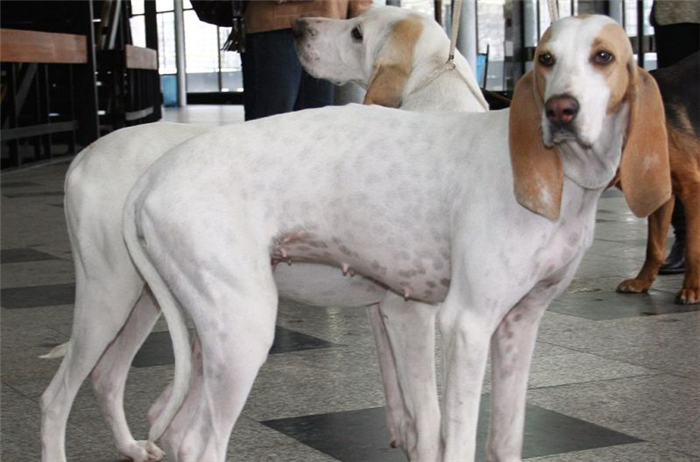Фарфоровые собаки белые