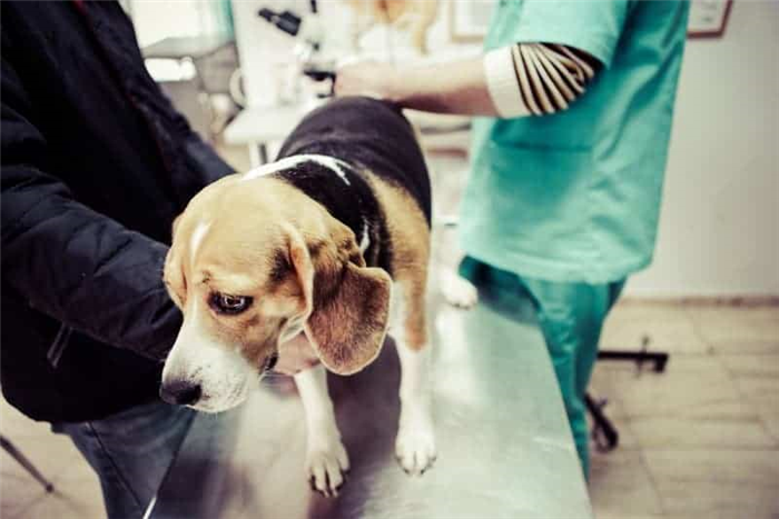 собака в ветеринарной клинике