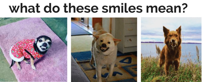 научить собаку улыбаться