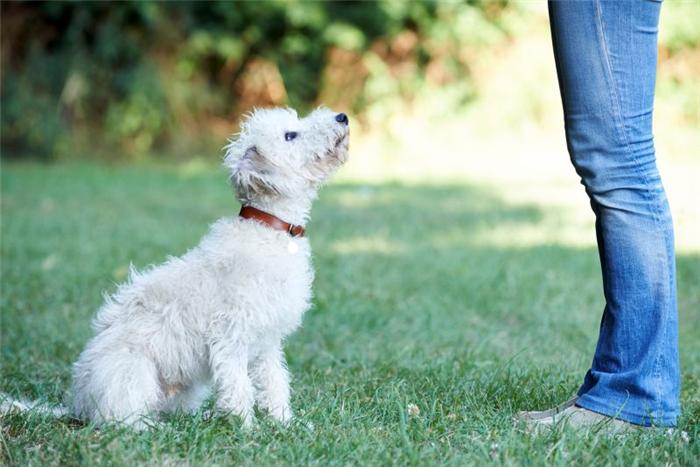 использование подманивания для обучения собаки сидеть