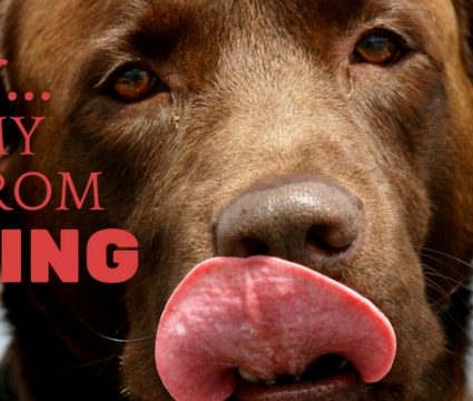 как остановить собаку от вылизывания