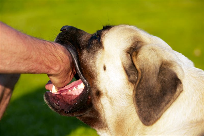 заставлять собаку кусать рот нежно