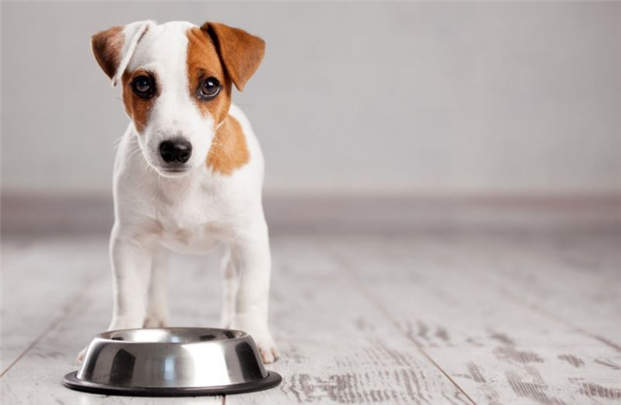 кормить собак отдельно в крошечных домах