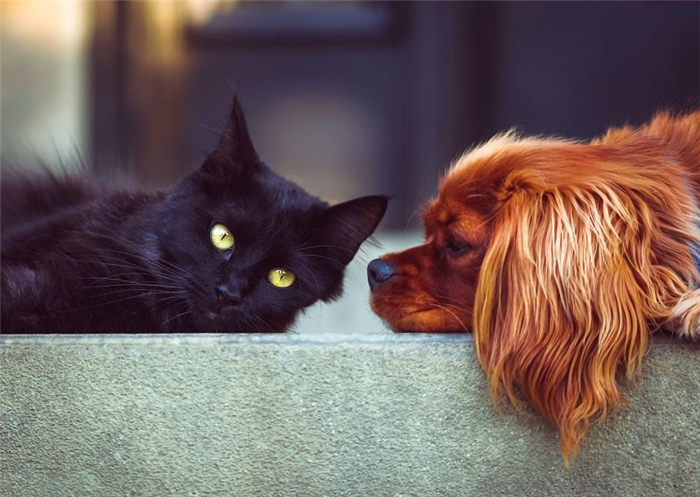 кошки и собаки в крошечных домах