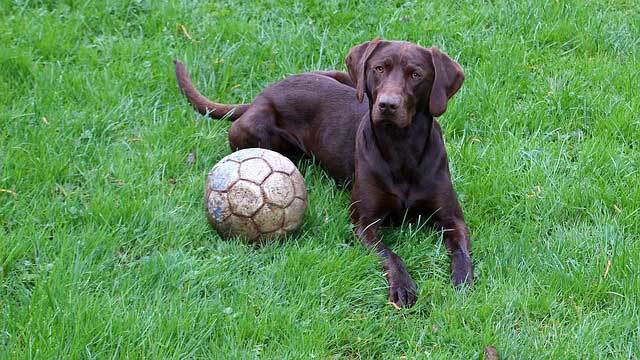собака с футбольным мячом