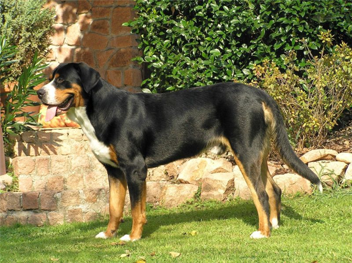 трехцветная большая швейцарская горная собака
