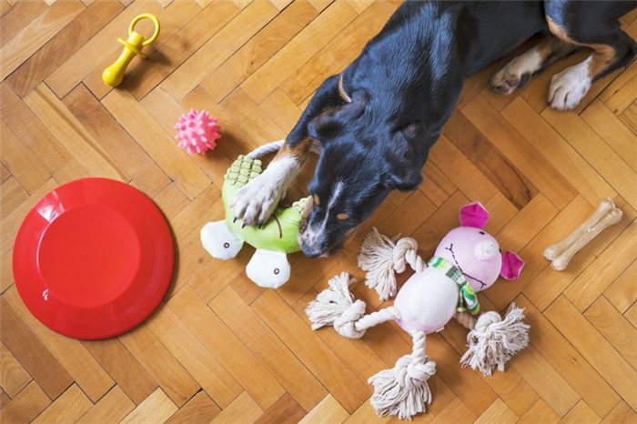 храните старые игрушки вашей собаки для воспоминаний