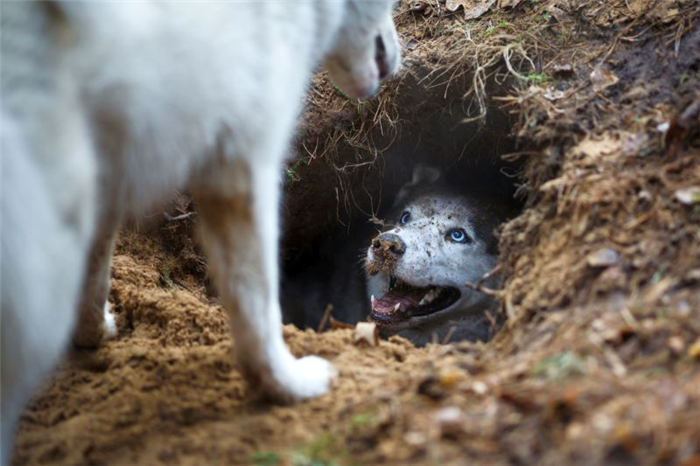 собаки любят копать