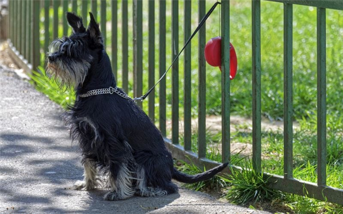 заборы могут отпугивать собак от двора