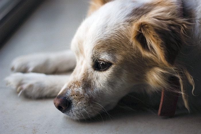 лечение боли у собак