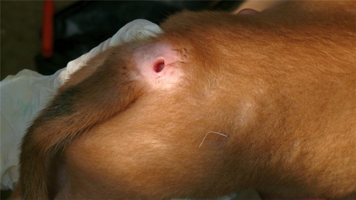 симптомы воспаления у собак