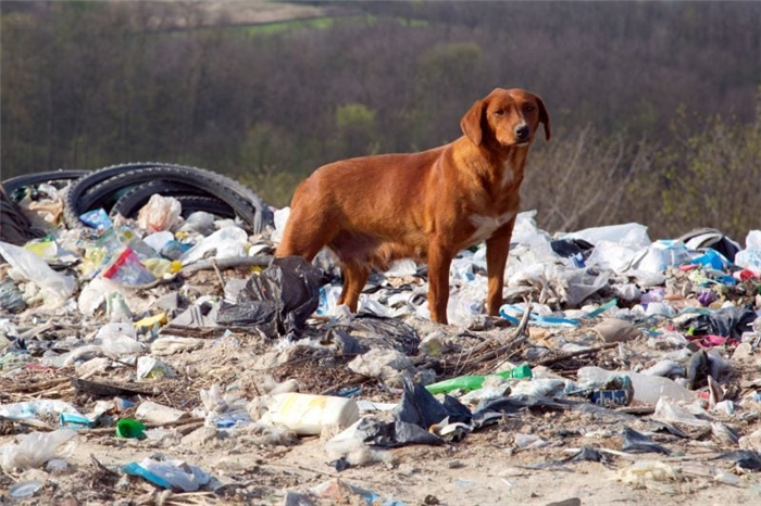 Дикие собаки едят мусор