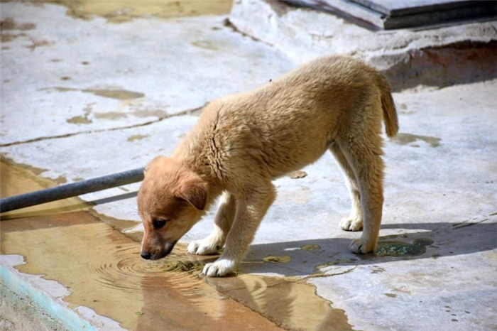 дикие собаки добывают воду