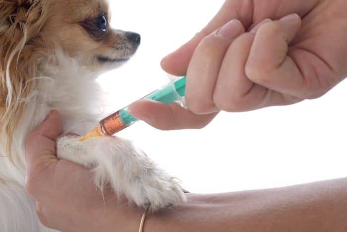Прививки для щенков