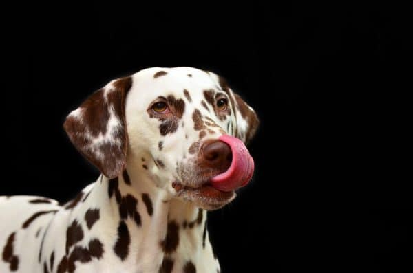 почему собаки едят какашки