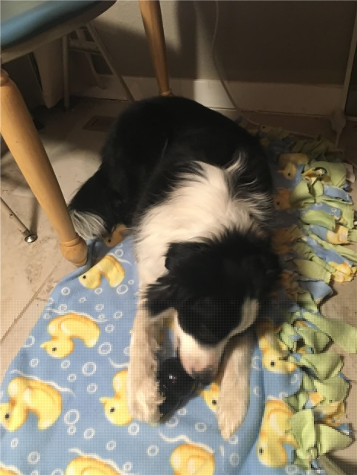 дрессировка собаки на коврике