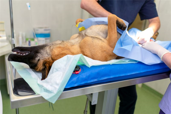 стерилизация собаки может вызвать недержание мочи