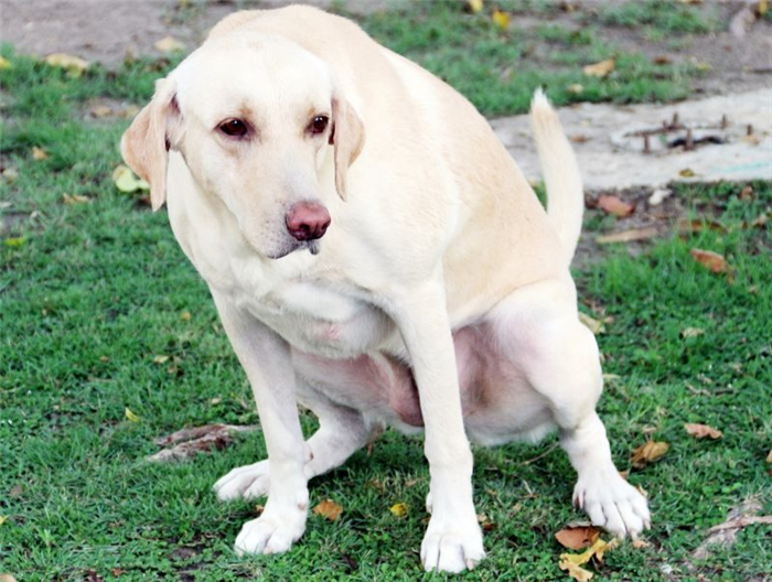 Симптомы мочекаменной болезни у собак