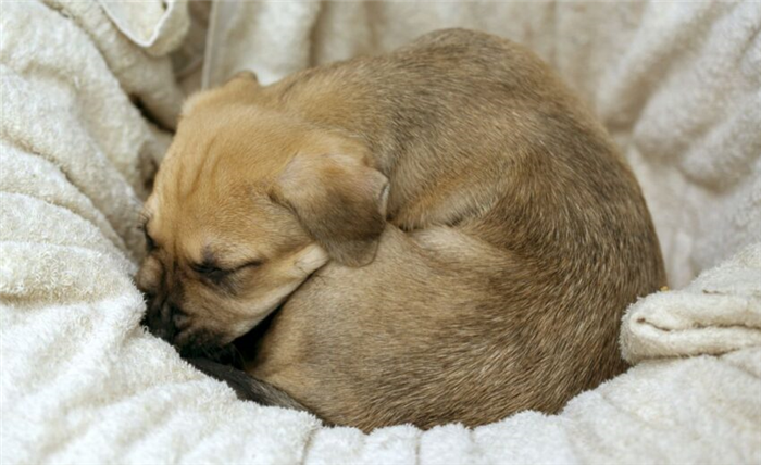 почему собаки сворачиваются калачиком во время сна