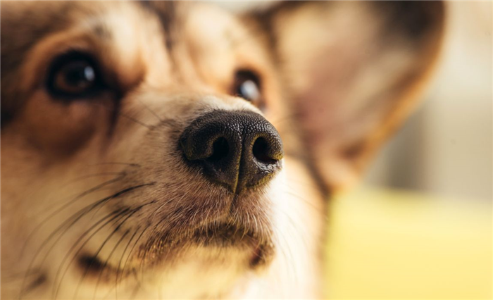 Почему собаки чихают