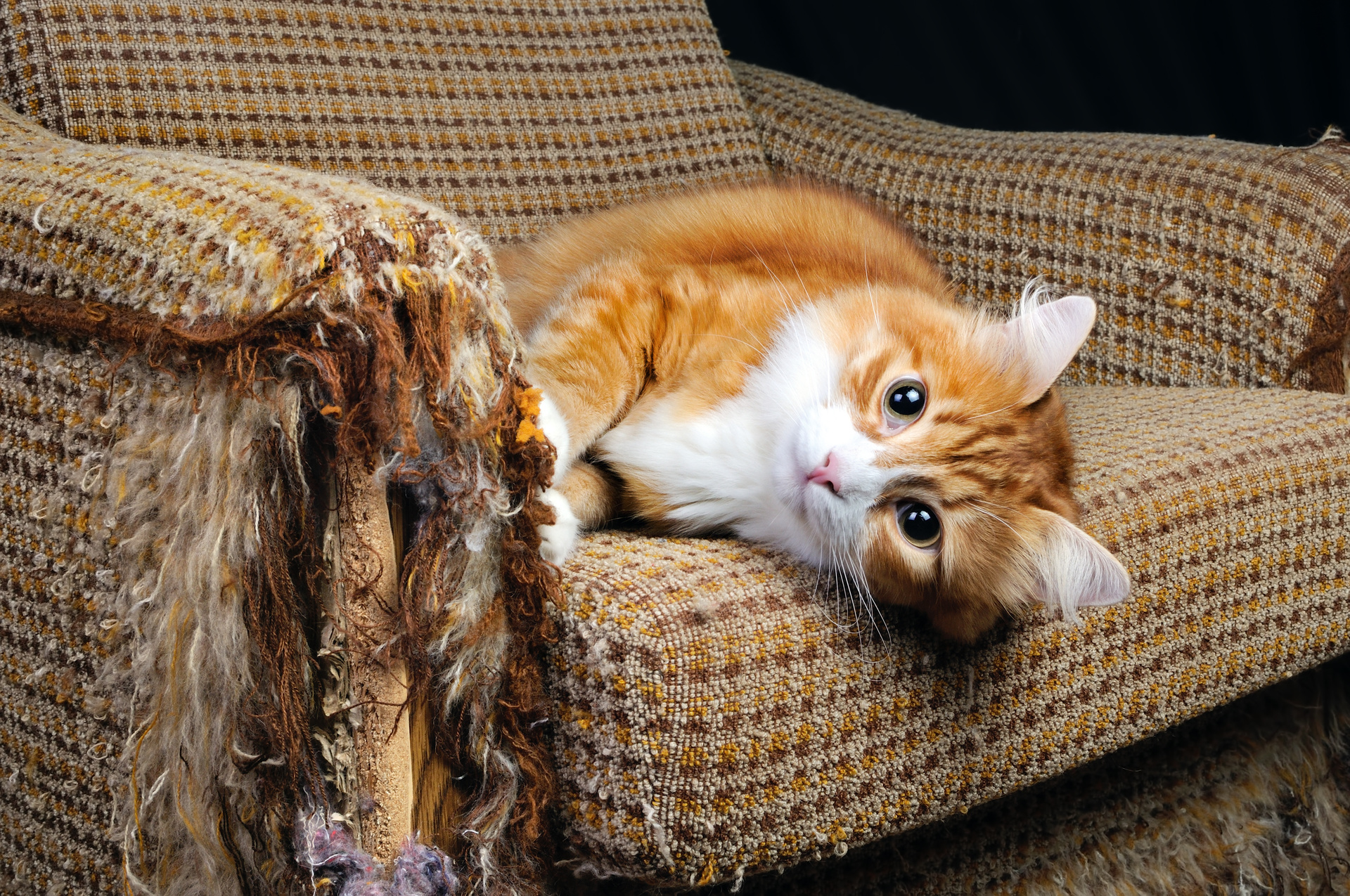 Коты портят. Кот на диване. Котенок на диване. Кошка царапает мебель. Кот дерет диван.