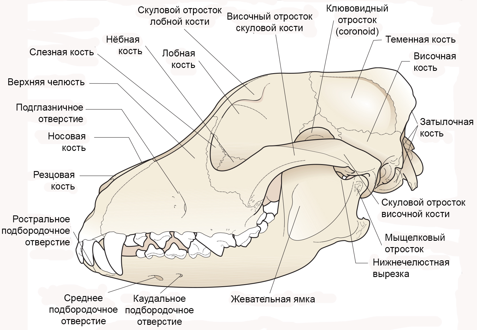 Класс млекопитающие череп. Лицевой и мозговой отделы черепа животного. Скелет головы собаки анатомия. Мыщелковый отросток нижней челюсти. Строение лицевого отдела черепа млекопитающих.