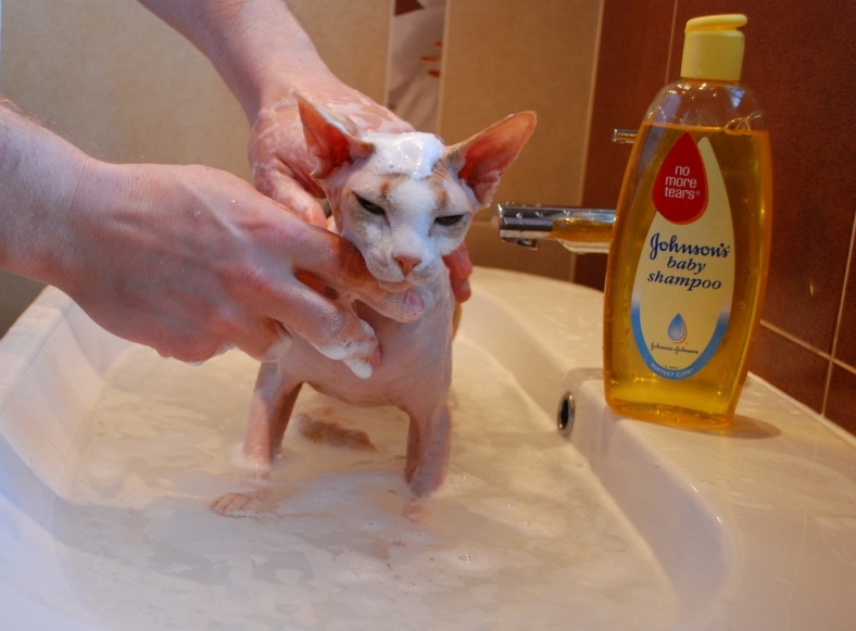 Можно мыть кота мылом. Мытье кошки. Купание кошки. Шампунь для сфинксов. Шампунь для лысых котов.