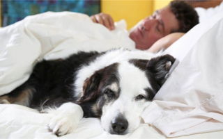 Giardia in Dogs: Может ли моя собака заразить меня Giardia?
