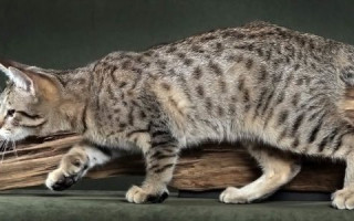 Пиксибоб — описание пород котов