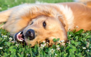200+ кличек для собак, которые означают «счастливый»