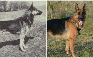 Как изменились породы собак за последние сто лет