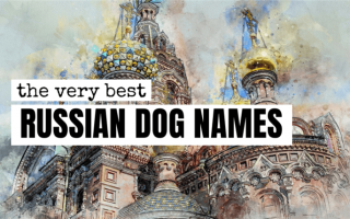 300+ русских кличек для собак: Имена для вашей собаки, вдохновленные Москвой!