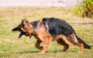 Типы агрессии собак: Понимание агрессивных собак