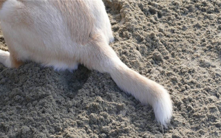 Сломанный хвост собаки: как вылечить поврежденный хвост вашего питомца