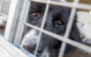 7 вещей, которые необходимо знать перед тем, как усыновить собаку, спасенную из щенячьей фабрики