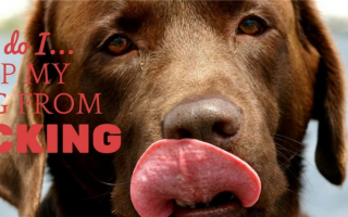 Как остановить вылизывание собаки: Лечение слишком длинного языка